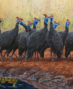 Guinea Fowl Jive Talking