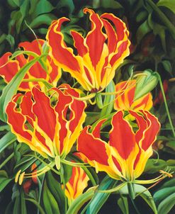 Flame Lilies