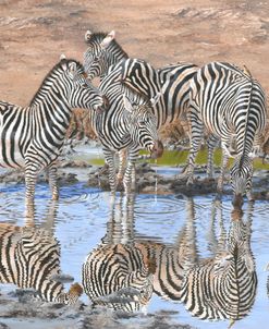 Zebra Reflections