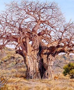 The Giant Baobab