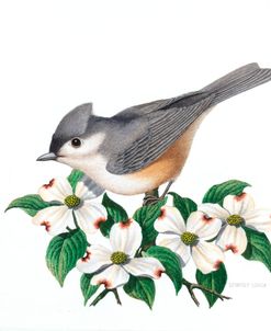 Studio Friends – Titmouse