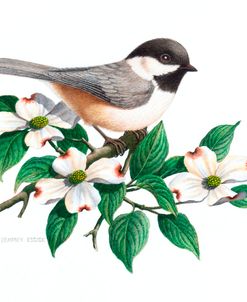 Studio Friends – Chickadee