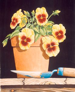 Potted Pansies
