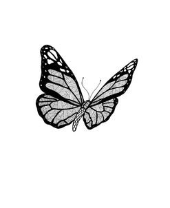 BW Butterfly