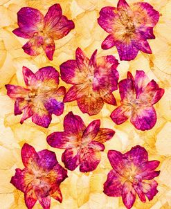 Dried Flowers 44