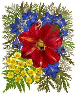Dried Flowers 41