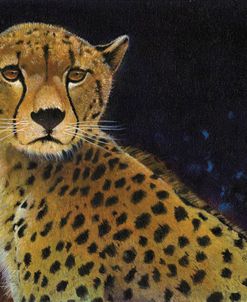 Cheetah