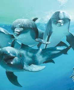 Dolphins