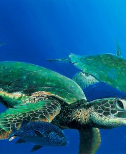 Green Sea Turtles