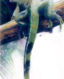 Iguana