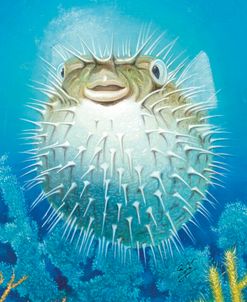 Puffer Fish