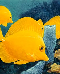 Yellow Tangs