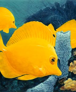 Yellow Tangs