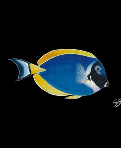 Powder Blue Tang