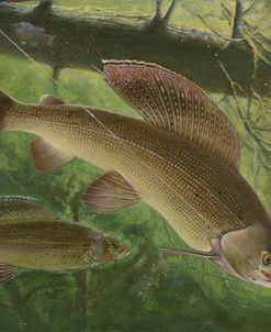 Grayling Fish