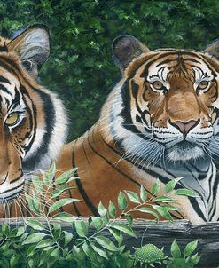 Sumatran Tigers