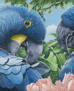 Blue Macaws