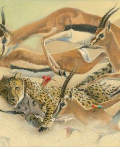 Natural Selection-Cheetah