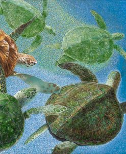Green Sea Turtles, The Journey Continues