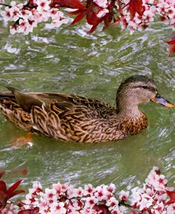 Mallard Duck Surrounded by Plum Blossoms