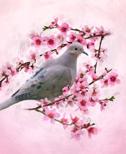 Mourning Dove on a Branch With Pink Blossoms