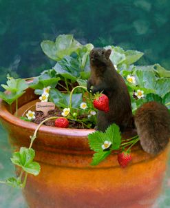 Squirrel in a Pot of Strawberries on a Foggy Morning