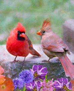 Cardinal Couple on a Landscaping Block