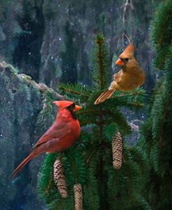 Cardinals in a Pine Tree