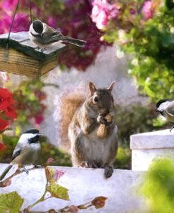 Chickadees and Squirrel in the Garden