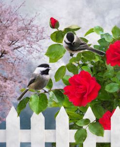 Chickadees in a Red Rose Bush