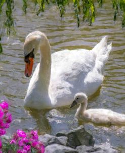 Swan and Cygnet