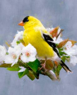 American Goldfinch in a Blossoming Pear Tree