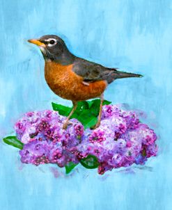 American Robin in a Lilac Bush