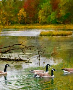 Canadian Geese in an Autumn Landscape