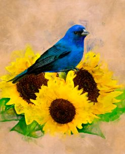 Indigo Bunting on Sunflowers