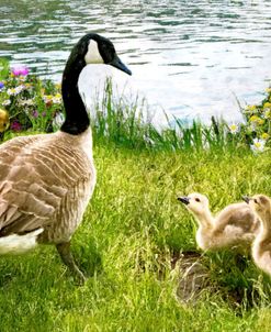 Canadian Goose and Goslings on a Riverbank