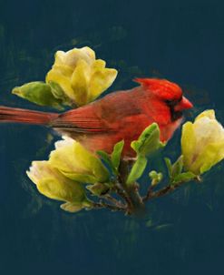 Cardinal in a Yellow Magnolia Tree