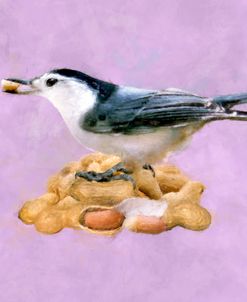 White-breasted Nuthatch Eating Peanuts