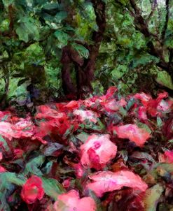 Field of Impatiens