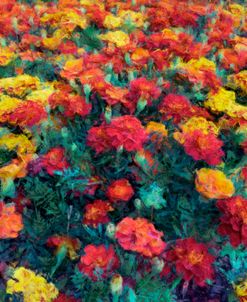 Field of Red and Yellow Marigolds