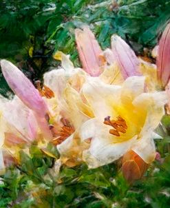 Pink and Yellow Lilies