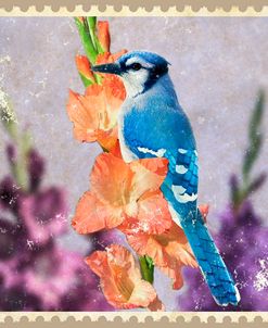 Blue Jay And Gladiolus
