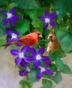 Cardinals On A Blooming Clematis