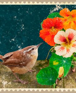 Carolina Wren And Nasturtiums