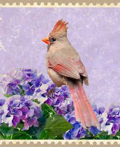Female Cardinal And Hydrangea Blooms