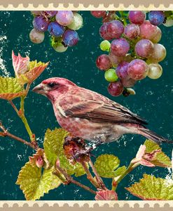 Finch And Grapes