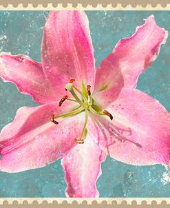Pink Asiatic Lily