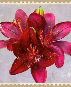 Red Asiatic Lilies
