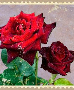 Roses In Bloom