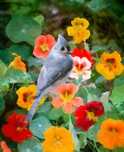 Titmouse In A Bed Of Nasturtiums